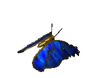 bfly.gif (26572 bytes)